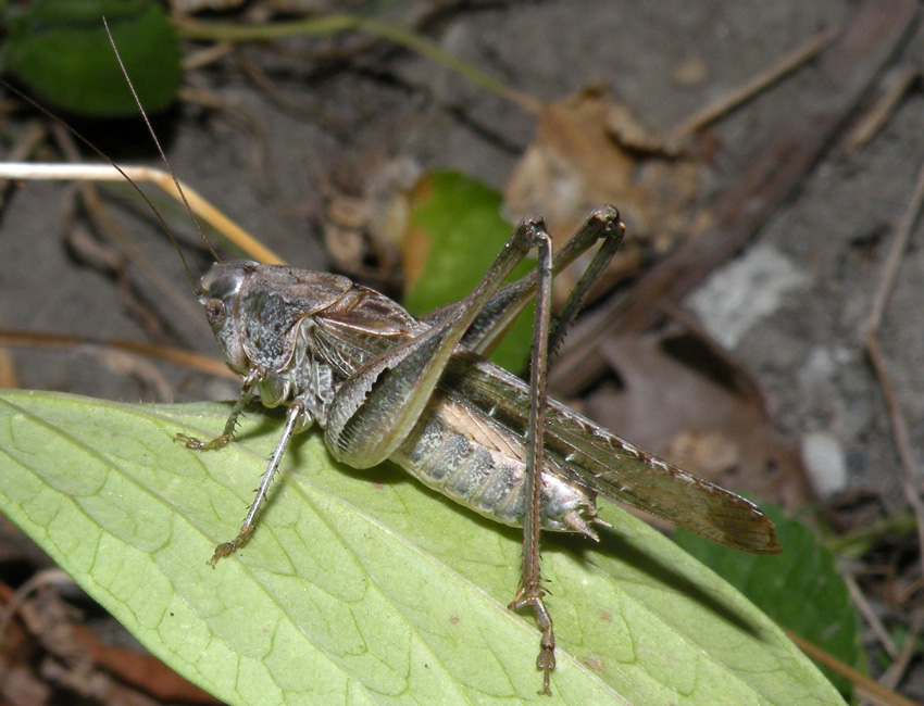 Dall''Appennino Reggiano - Platycleis sp